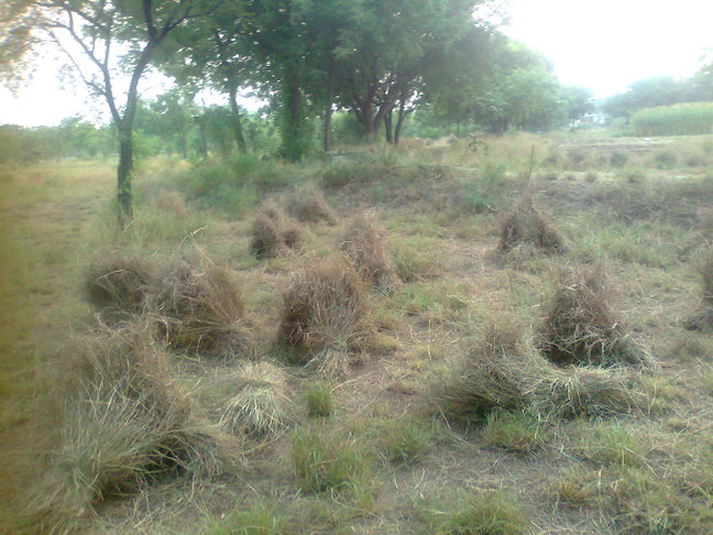 phoolis of grass to store for summer fodder.small
